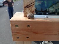 picture of snail stowaway